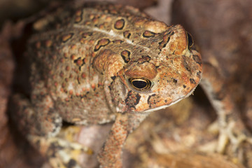 Fowler's toad standing in a New Hampshire woods.