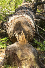 Fallen tree that a beaver chewed in Sunapee, New Hampshire.