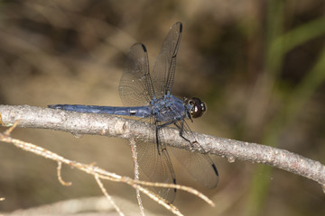 Slaty skimmer dragonfly perched in a New Hampshire swamp.