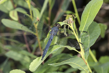 Slaty skimmer dragonfly perched in a New Hampshire swamp.