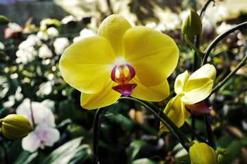 Fototapeta na wymiar Image of beautiful yellow Phalaenopsis orchid in green garden background. This orchid, known as moth orchid , is one of the most popular orchids in flower trade.
