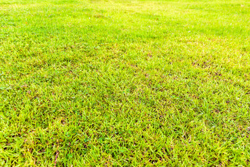 Green Grass Field in a Park Could Give Visitors Fresh Feeling