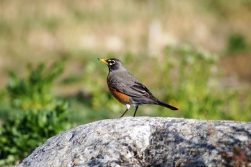 Robin on rock