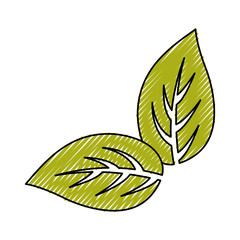 leaves icon over white background colorful design vector illustration