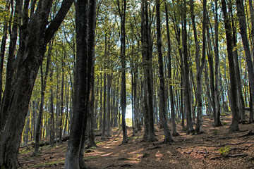Fototapeta premium Old-growth beech forest