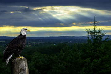Eagle view
