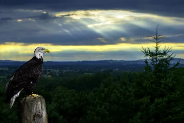 Papier Peint photo autocollant Aigle Eagle view