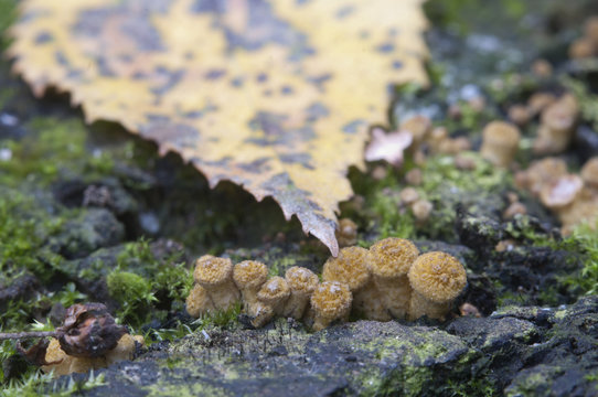 Armillaria mellea, honey fungus