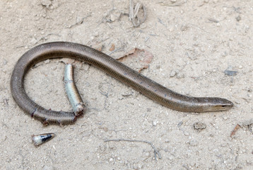 Dead Lizard (snake)