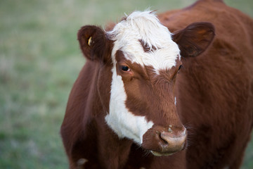 Cow