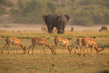 Herd or Ballet of Impala and Elephants, Chobe National Park