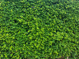 texture of nature tree wall