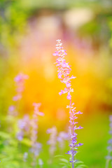 purple lavender flowers in the field