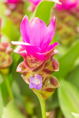 Krachai flower, siam tulip flower on green background in the garden