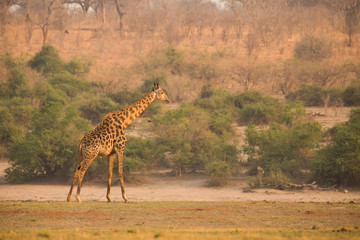 Giraffe at Chobe National Park