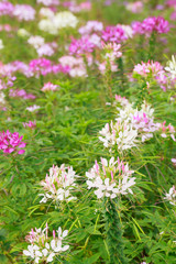 pink flower in field.