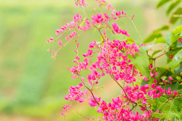 Pink Antigonon leptopus (Coral Vine, Mexican Creeper., Chain of Love, Confederate Vine, Corallita, Hearts on a Chain, Honolulu Creeper Mountan, Pink Vine) on nature background