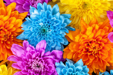 Background of colorful chrysanthemum flowers, close up