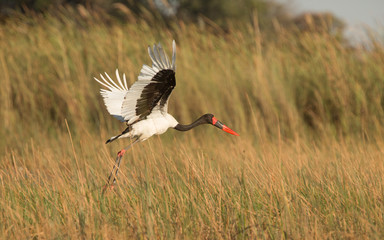 Naklejka premium Saddle-billed Stork, Okavango Delta