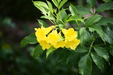 yellow Tecoma stans flower in nature garden