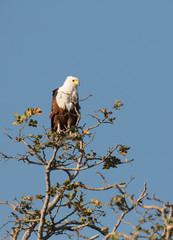 African Fish-Eagle, Okavango Delta