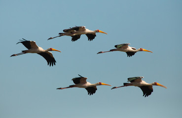 Yellow-billed Stork, Okavango Delta