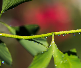 Morning dew and rainbow on the young leaves of ginkgo biloba. Blurred natural background.