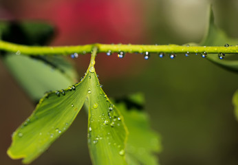 Morning dew and rainbow on the young leaves of ginkgo biloba. Blurred natural background.