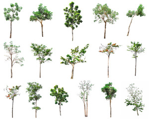 set of tree isolated on white background, group green forest for outdoor building design