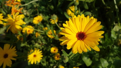 Yellow flower closeup