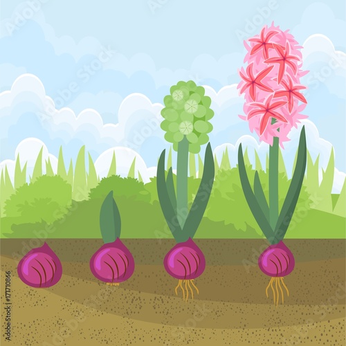 "Hyacinth growth stage. Life cycle of garden hyacinth " Stock image and