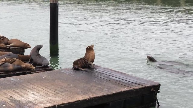 4K HD Video of sea lions on floating wood docks in Northern California. Sea Lions are very intelligent, can be trained to perform various tasks and display limited fear of humans if accustomed to them