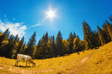 Spotted white cow eats grass on alpine meadow with high fir trees against the blue sky