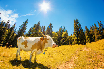 Fototapeta na wymiar Spotted white cow licks his nose with the tongue on autumn meadow with high fir trees iagainst the blue sky