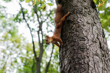 A red squirrel hanging upside down on the tree. Selective focus.