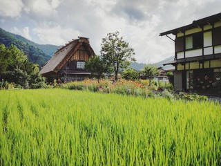Bosque entre montañas, flores, árboles y campos de arroz con casas rurales históricas entre...