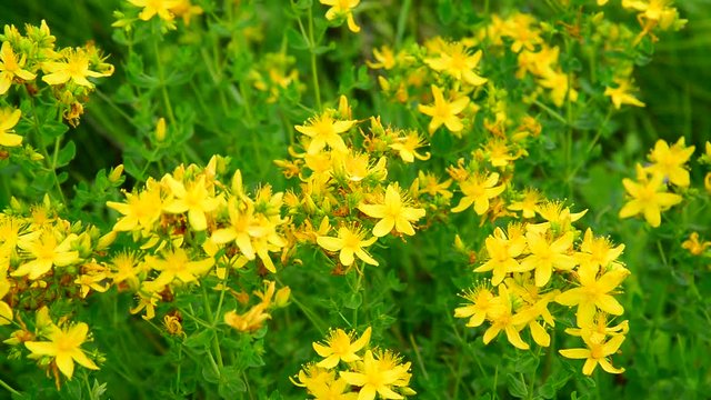 Blossoming St. John's wort
