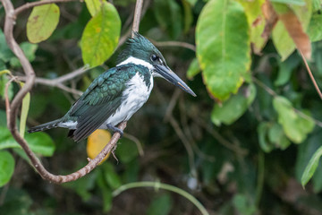 Giant Kingfisher (Megaceryle maxima) female with ruffled feathers