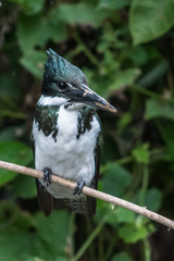 Giant Kingfisher (Megaceryle maxima) female with ruffled feathers