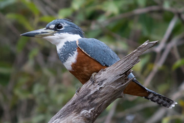 Giant Kingfisher (Megaceryle maxima) female with ruffled feathers