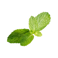 Mint leaves on a white