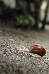 Helix pomatia on the asphalt