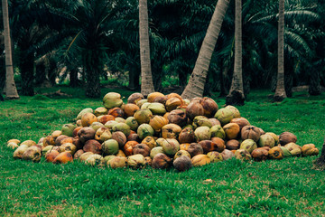 Coconut on the grass