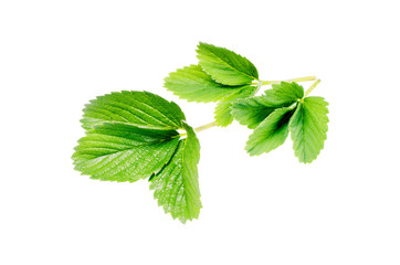 green strawberry leaf