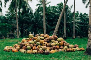 Coconut on the grass