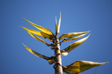 Bug and Yellow Bamboo tree