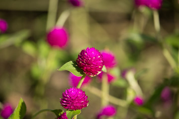 Dark Pink flower or Gomphrena globosa Flower