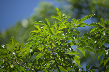 Green leaf of Fraxinus griffithii tree