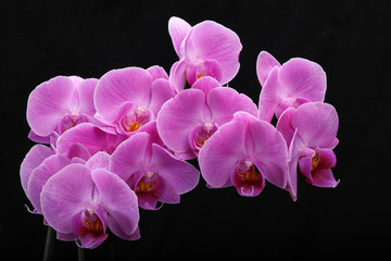 Pink orchid flower isolated on black background