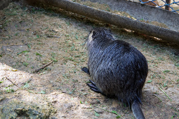 Coypu (Myocastor coypus) or nutria